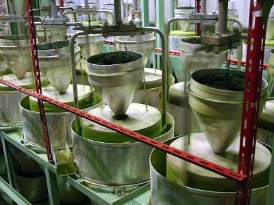 matcha malom